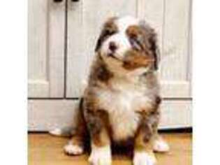 Bernese Mountain Dog Puppy for sale in Independence, KS, USA