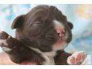 Australian Labradoodle Puppy for sale in HURT, VA, USA