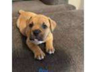 Bulldog Puppy for sale in Estacada, OR, USA