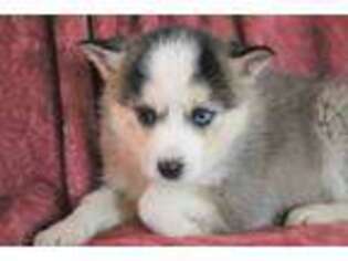 Mutt Puppy for sale in Elma, IA, USA