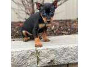 Miniature Pinscher Puppy for sale in Seneca Falls, NY, USA