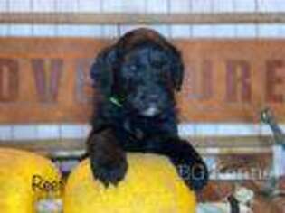 Portuguese Water Dog Puppy for sale in Cabool, MO, USA