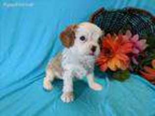 Cavalier King Charles Spaniel Puppy for sale in Milford, NE, USA