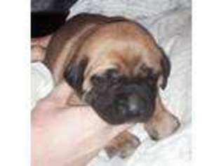 Mastiff Puppy for sale in GALLIPOLIS, OH, USA