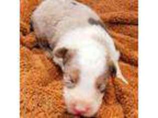 Miniature Australian Shepherd Puppy for sale in Griffin, GA, USA