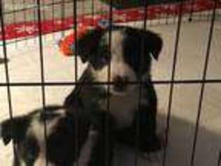 Border Collie Puppy for sale in Hastings, MI, USA