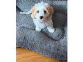 Cavachon Puppy for sale in Brentwood, CA, USA