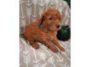 Goldendoodle Puppy for sale in Wolcottville, IN, USA