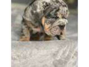 Bulldog Puppy for sale in Gastonia, NC, USA