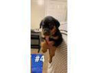 Rottweiler Puppy for sale in Mount Washington, KY, USA