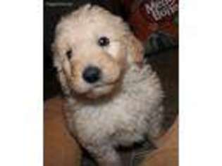 Goldendoodle Puppy for sale in Hedrick, IA, USA