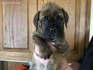 Bullmastiff Puppy for sale in Sargent, NE, USA