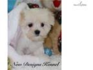 Maltese Puppy for sale in Fort Dodge, IA, USA