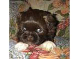 Mutt Puppy for sale in Independence, MO, USA