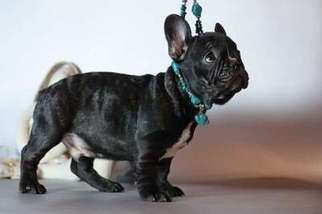French Bulldog Puppy for sale in Redmond, WA, USA