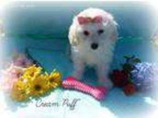 Cavachon Puppy for sale in Halsey, OR, USA