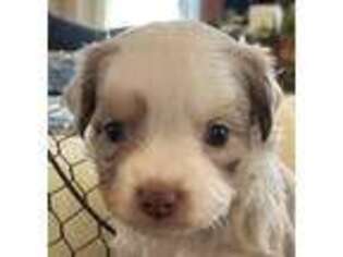 Miniature Australian Shepherd Puppy for sale in Greencastle, IN, USA