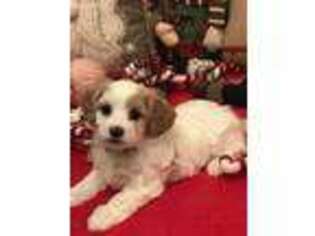 Cavachon Puppy for sale in Lancaster, KY, USA