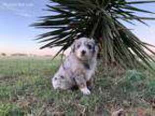 Australian Shepherd Puppy for sale in Moore, TX, USA