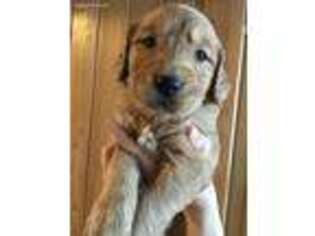 Golden Retriever Puppy for sale in Goodland, MN, USA