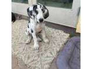 Great Dane Puppy for sale in Linden, CA, USA