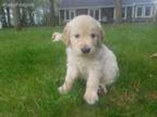 Golden Retriever Puppy for sale in Ripon, WI, USA
