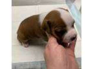Staffordshire Bull Terrier Puppy for sale in Fresno, CA, USA