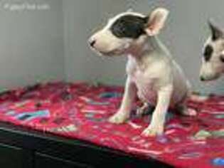 Bull Terrier Puppy for sale in Houston, TX, USA