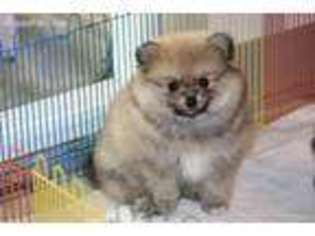 Pomeranian Puppy for sale in Grand Saline, TX, USA