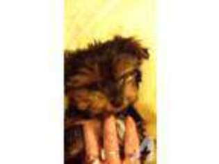 Yorkshire Terrier Puppy for sale in PUEBLO, CO, USA