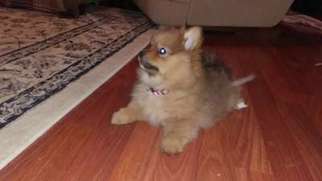 Pomeranian Puppy for sale in Cary, IL, USA