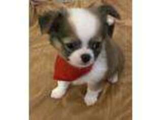 Chihuahua Puppy for sale in Chesterfield, VA, USA