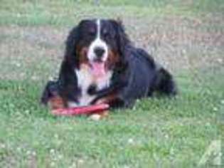 Bernese Mountain Dog Puppy for sale in MALVERN, OH, USA