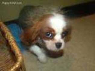 Cavalier King Charles Spaniel Puppy for sale in Paterson, NJ, USA