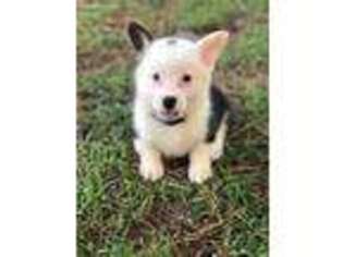 Pembroke Welsh Corgi Puppy for sale in Snow Hill, NC, USA