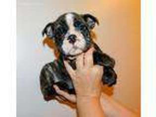 Bulldog Puppy for sale in Granite Bay, CA, USA