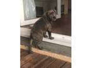 Staffordshire Bull Terrier Puppy for sale in Chula Vista, CA, USA