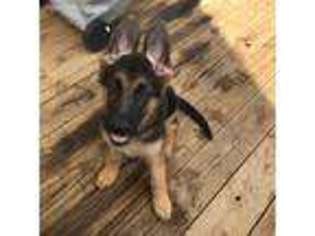 German Shepherd Dog Puppy for sale in Houston, TX, USA