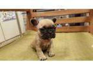 French Bulldog Puppy for sale in Sidney, IA, USA