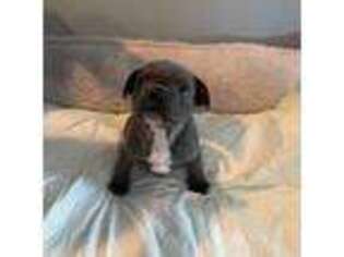 French Bulldog Puppy for sale in Oak Brook, IL, USA