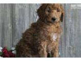 Goldendoodle Puppy for sale in Harrisburg, PA, USA