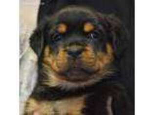 Rottweiler Puppy for sale in Gold Hill, NC, USA