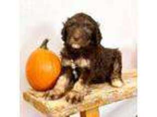 Goldendoodle Puppy for sale in Livermore, CO, USA