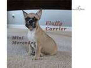 French Bulldog Puppy for sale in Statesboro, GA, USA