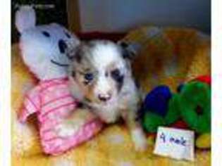 Miniature Australian Shepherd Puppy for sale in Ruidoso, NM, USA