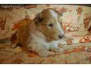 Collie Puppy for sale in Winnemucca, NV, USA