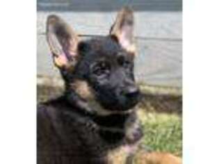 German Shepherd Dog Puppy for sale in New London, MN, USA
