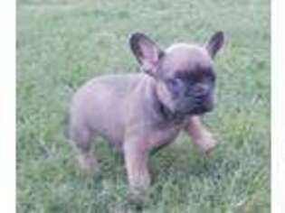 French Bulldog Puppy for sale in Faxon, OK, USA