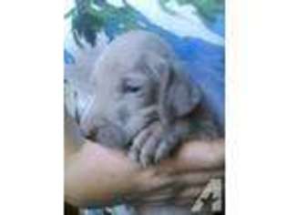 Weimaraner Puppy for sale in FOWLERVILLE, MI, USA