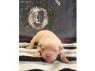 Mutt Puppy for sale in Detroit, AL, USA